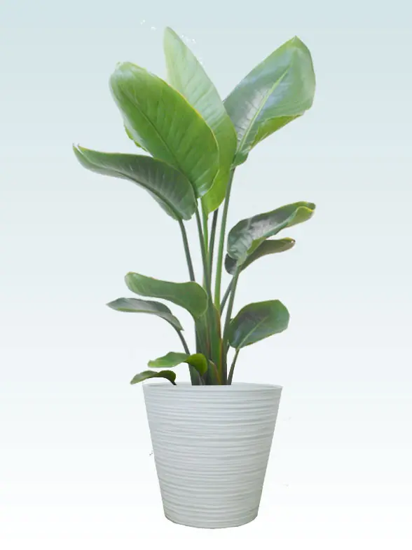 幸福の木葉っぱ枝も入った画像