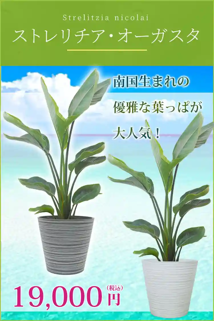 ストレリチア・オーガスタ 観葉植物 19,000円(税込)