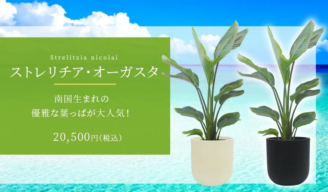 ストレリチア・オーガスタ 観葉植物 20,500円(税込)
