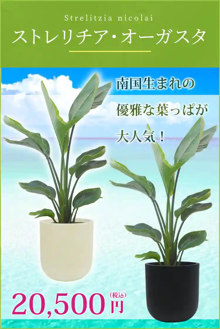 ストレリチア・オーガスタ 観葉植物 20,500円(税込)