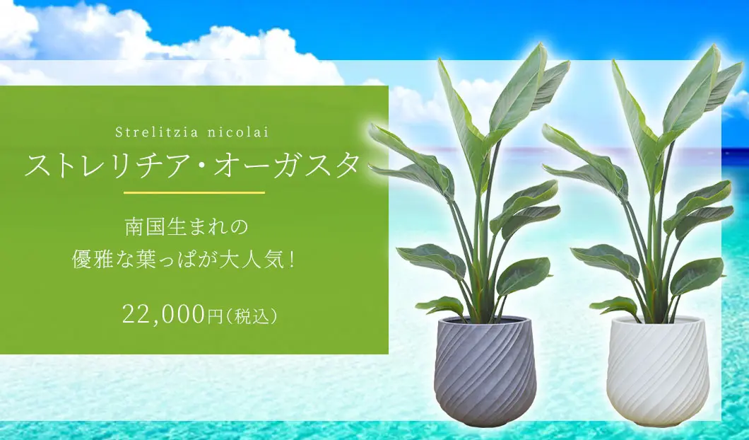 ストレリチア・オーガスタ 観葉植物 22,000円(税込)