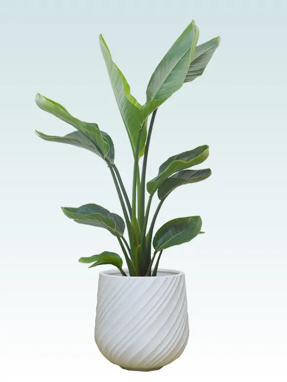 ストレリチア・オーガスタ葉っぱ枝も入った画像