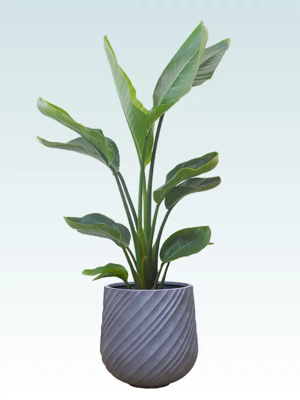 ストレリチア・オーガスタ葉っぱ拡大画像