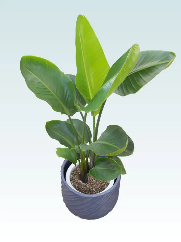 ストレリチア・オーガスタ葉っぱ枝も入った画像