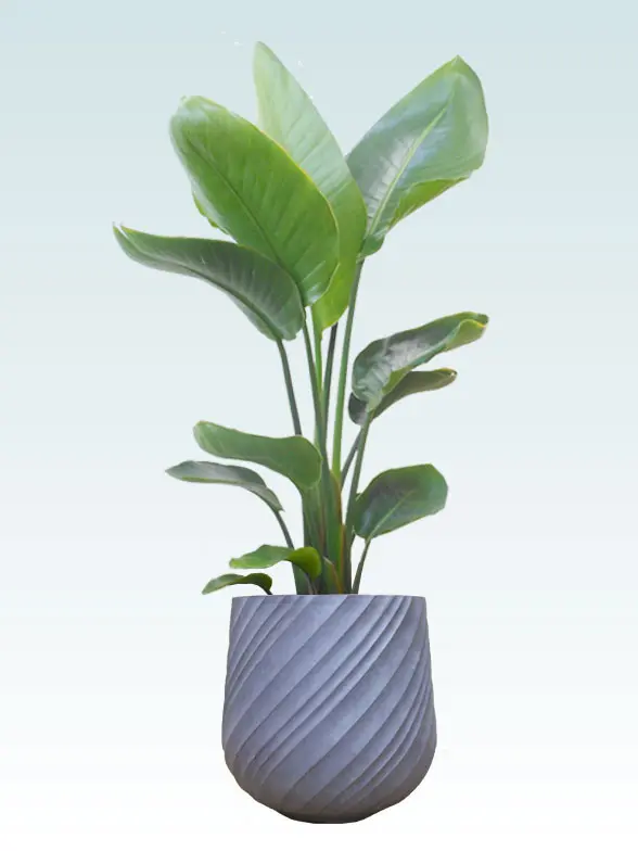 ストレリチア・オーガスタ拡大横から画像