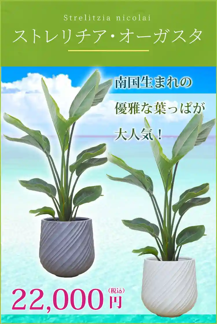 ストレリチア・オーガスタ 観葉植物 22,000円(税込)