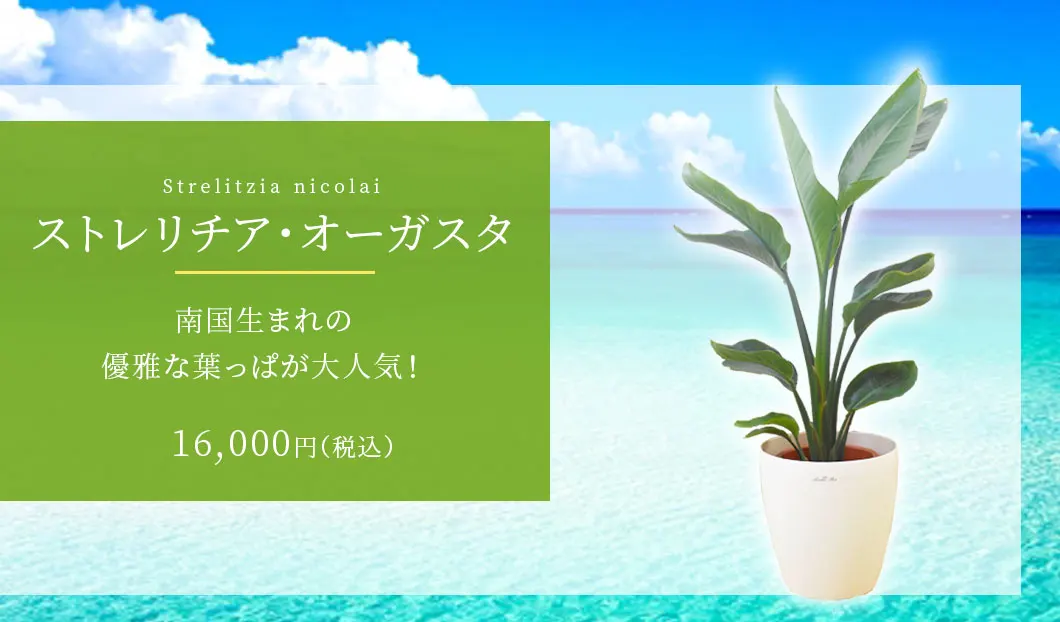 ストレリチア・オーガスタ 観葉植物 14,000円(税込)