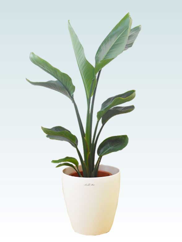 ストレリチア オーガスタ ストレリチア レギネ 人気おすすめの観葉植物 お祝いギフト 移転 開店祝いの注文は観葉植物通販オアシス