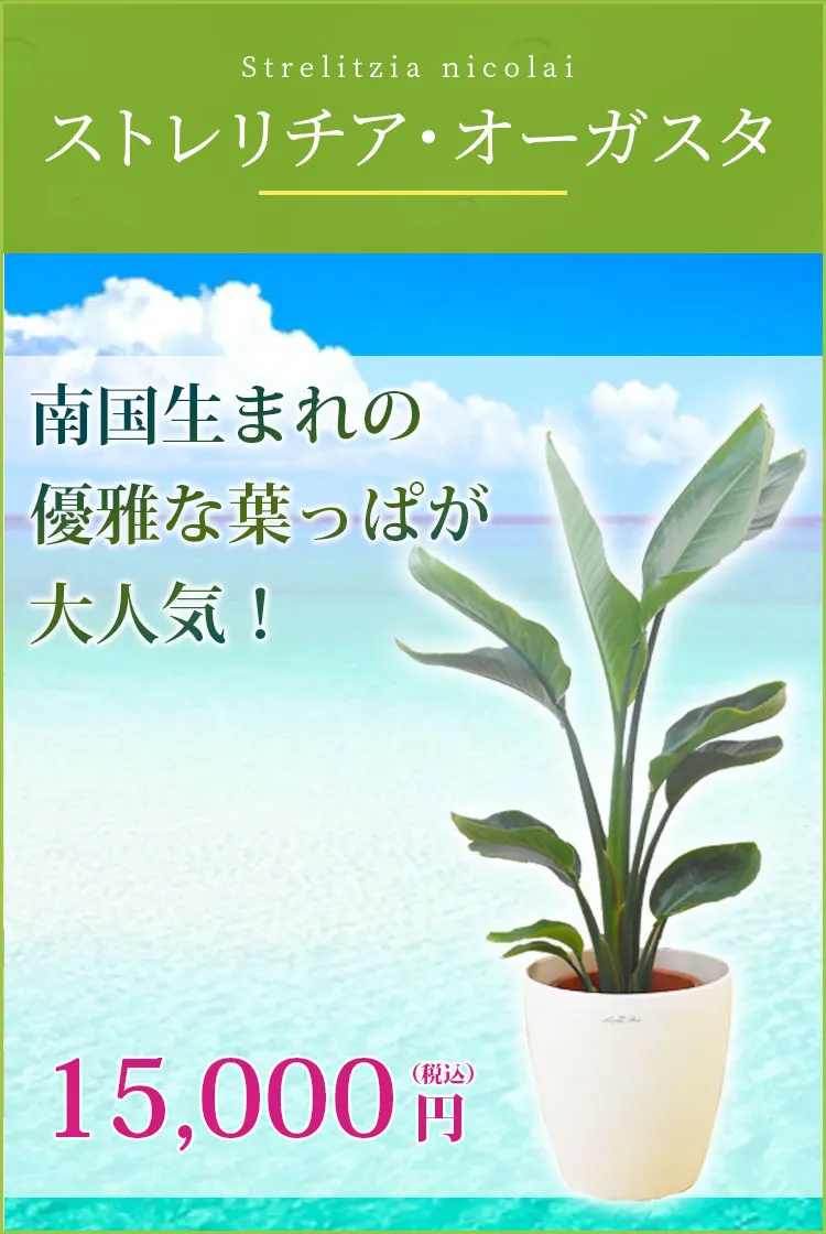ストレリチア・オーガスタ 観葉植物 14,000円(税込)