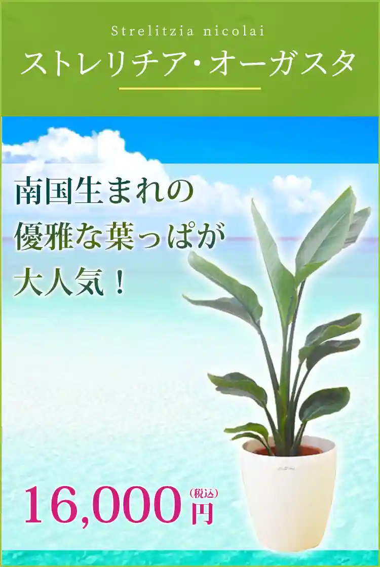 ストレリチア・オーガスタ 観葉植物 14,000円(税込)