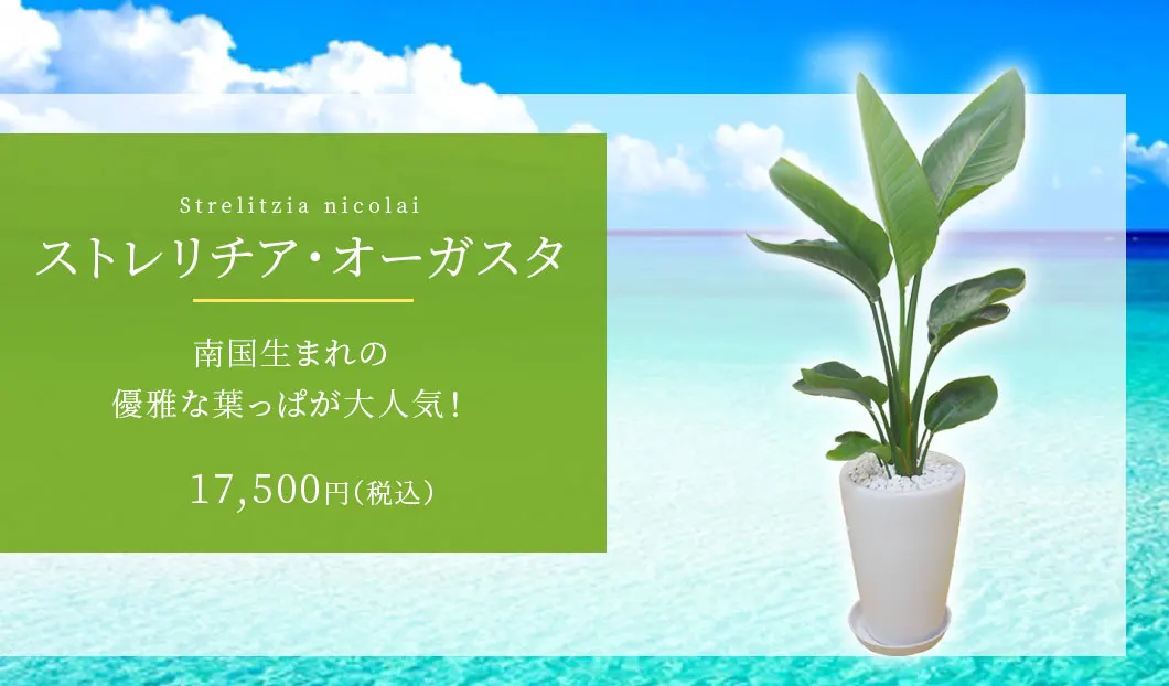 ストレリチア・オーガスタ 観葉植物 16,500円(税込)