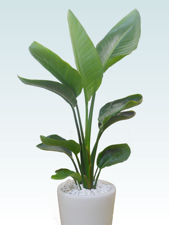 ストレリチア オーガスタ 陶器鉢植込み ラウンドタイプ白色 スタイリッシュ 観葉植物の販売 通販の観葉植物のオアシス