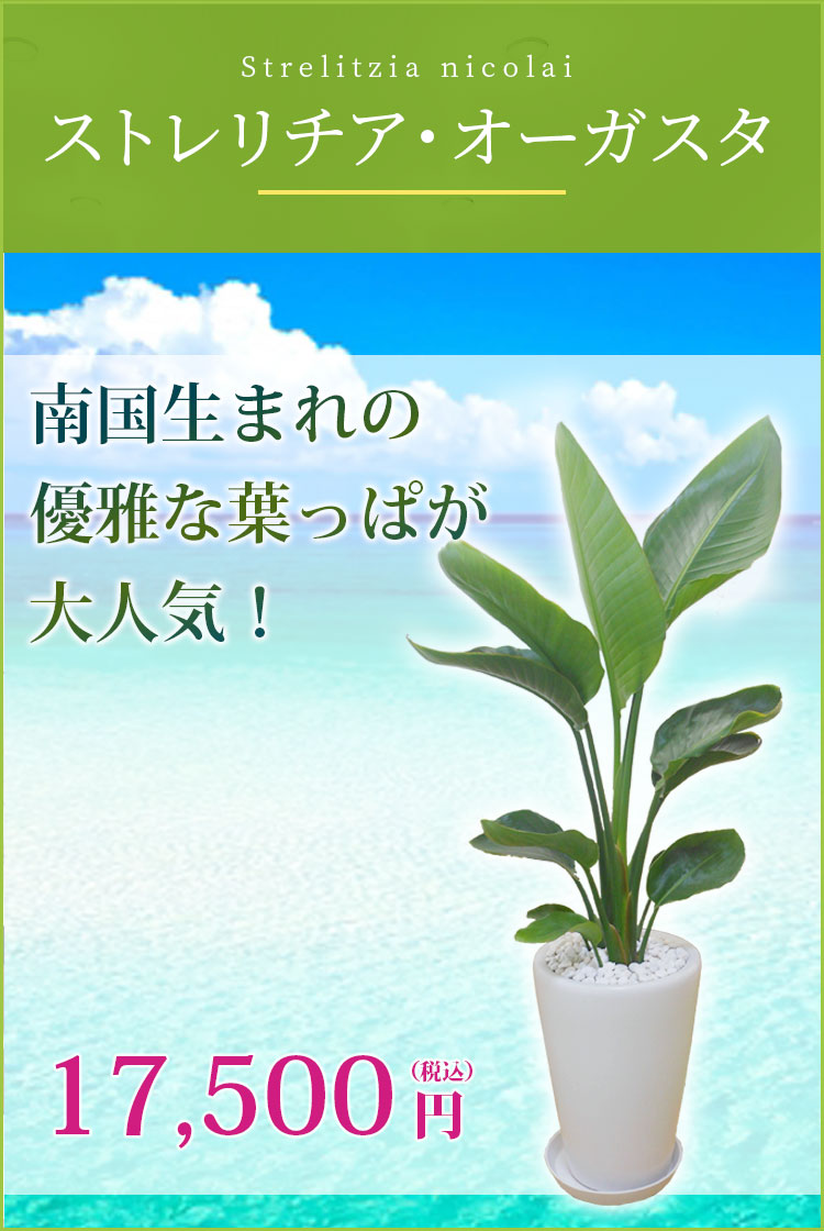 ストレリチア オーガスタ 陶器鉢植込み ラウンドタイプ白色 スタイリッシュ 観葉植物の販売 通販の観葉植物のオアシス