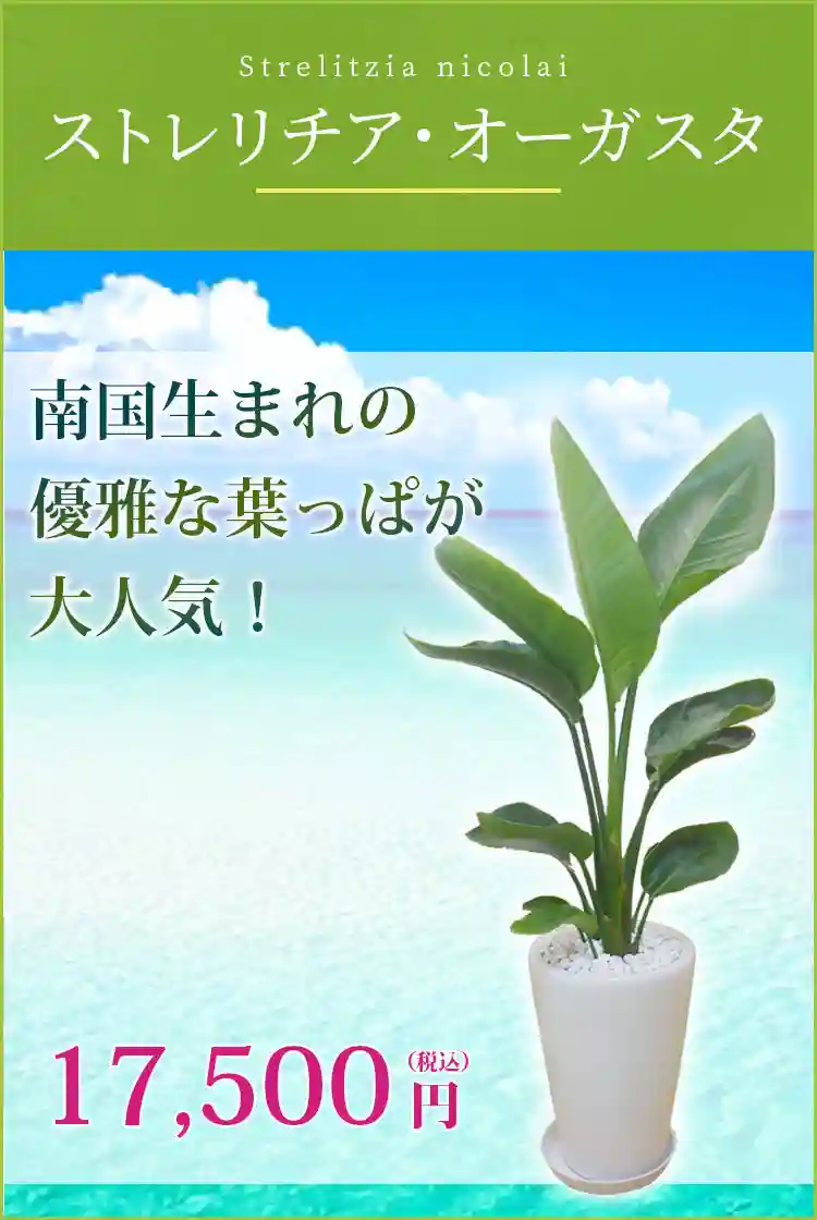 ストレリチア・オーガスタ 観葉植物 16,500円(税込)