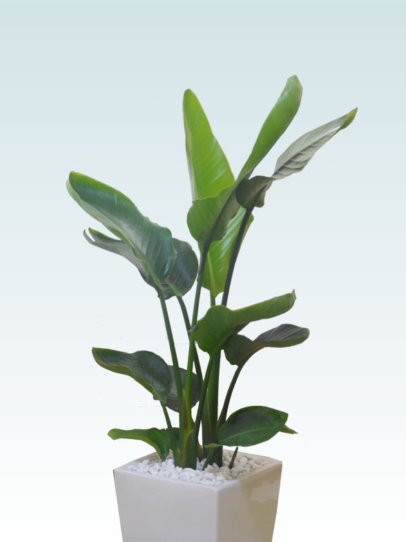 ストレリチア オーガスタ 陶器鉢植込み スクエアタイプ白色 スタイリッシュ 観葉植物の販売 通販の観葉植物のオアシス