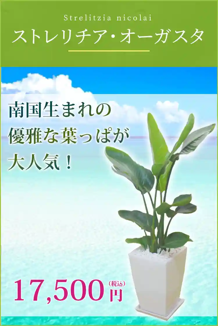 ストレリチア オーガスタ 陶器鉢植込み スクエアタイプ白色 スタイリッシュ 観葉植物の販売 通販の観葉植物のオアシス