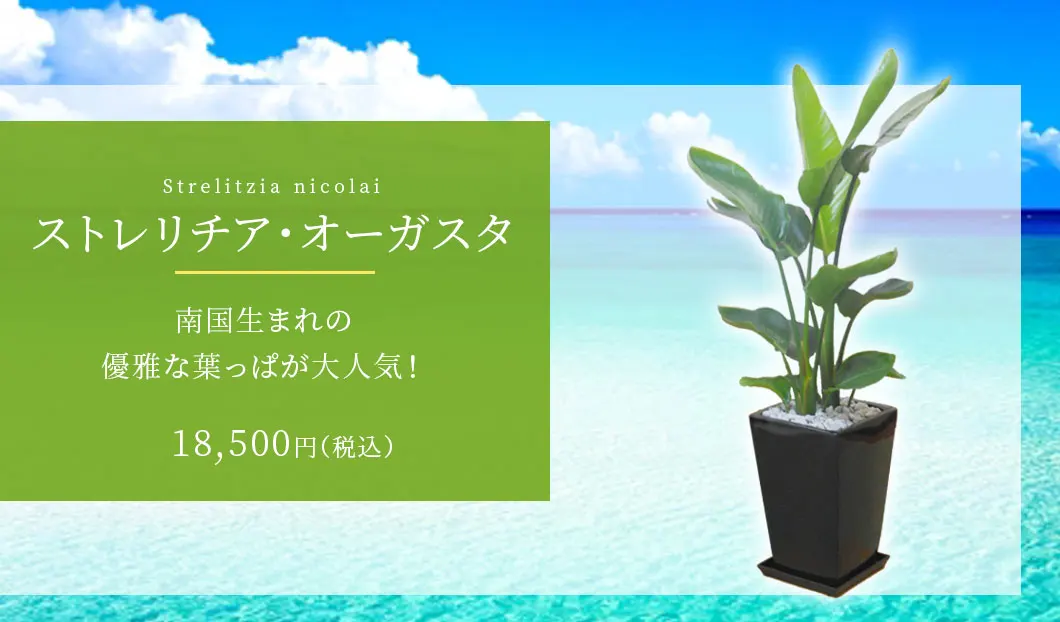 ストレリチア・オーガスタ 観葉植物 17,500円(税込)