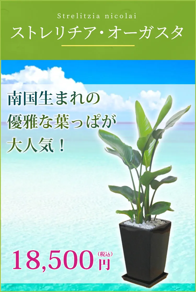 ストレリチア・オーガスタ 観葉植物 17,500円(税込)