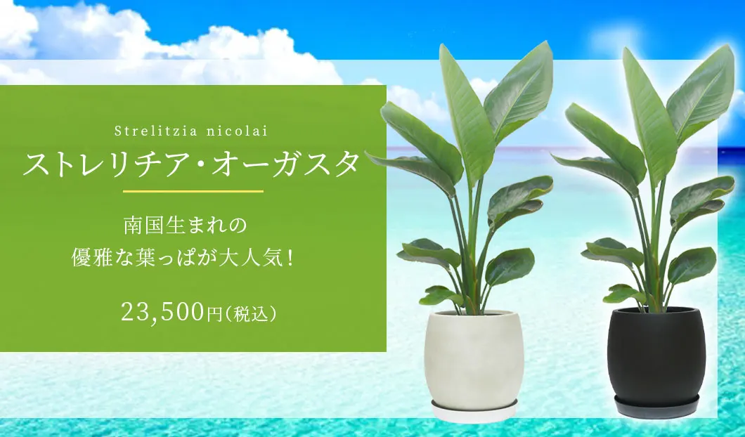 ストレリチア・オーガスタ 観葉植物 23,500円(税込)