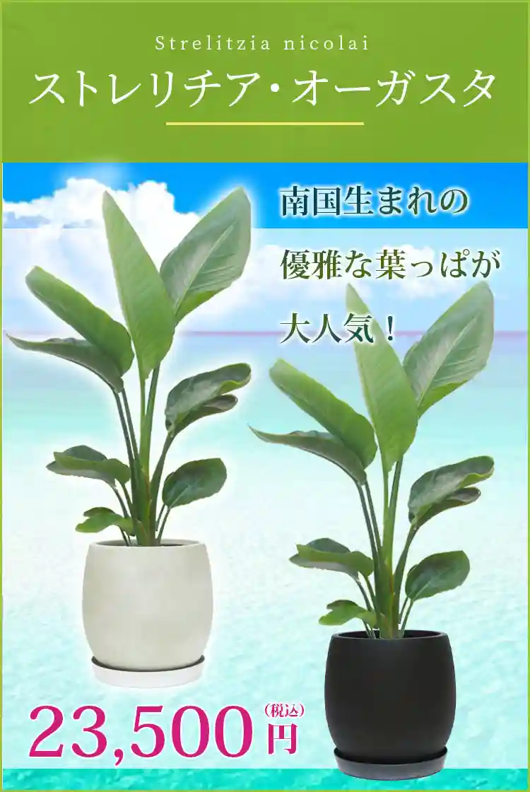 ストレリチア・オーガスタ 観葉植物 23,500円(税込)