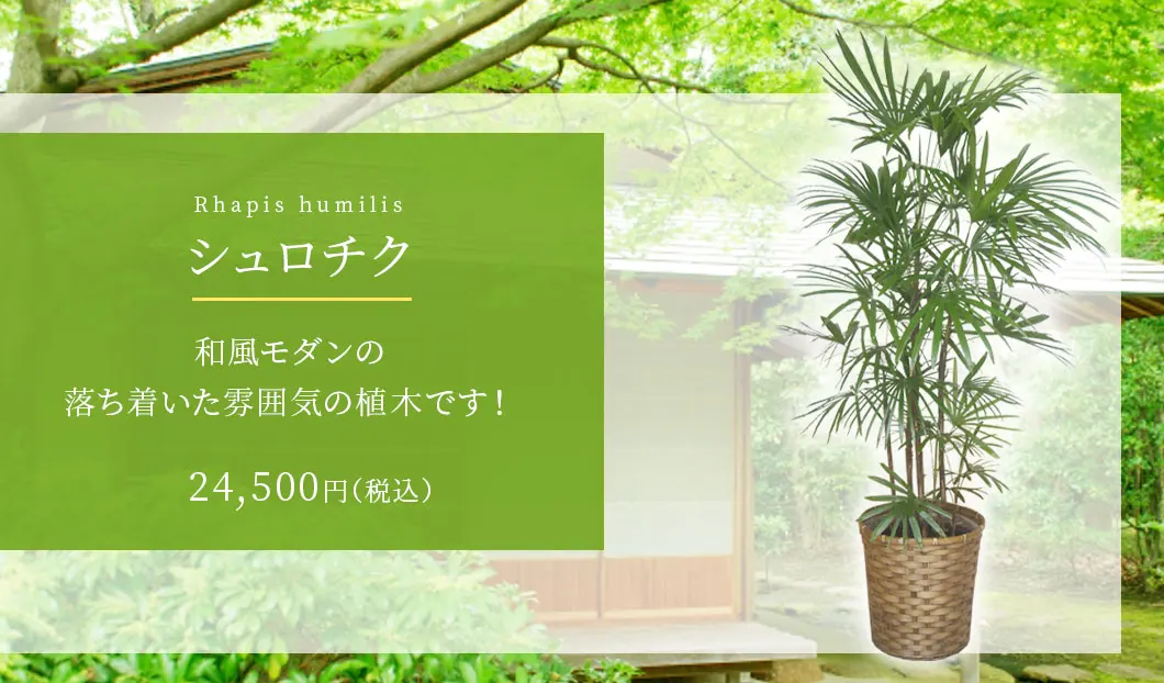 シュロチク 観葉植物 23,500円(税込)