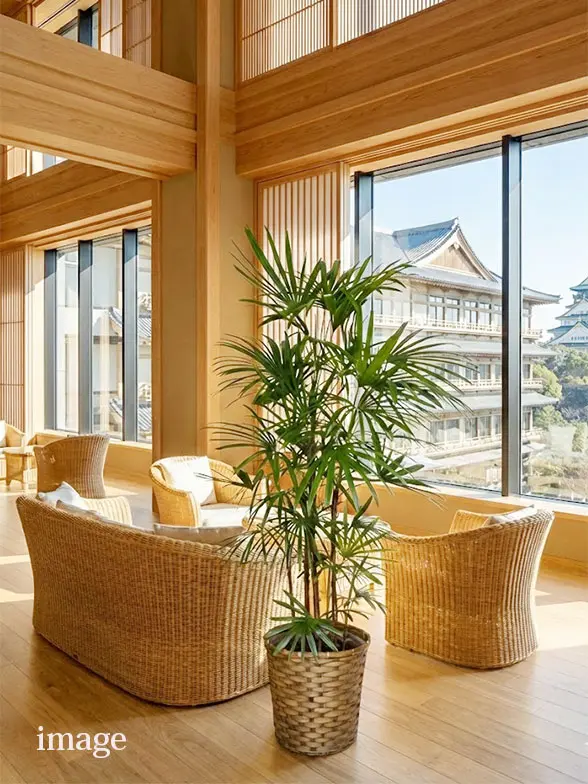 シュロチク葉っぱ拡大画像