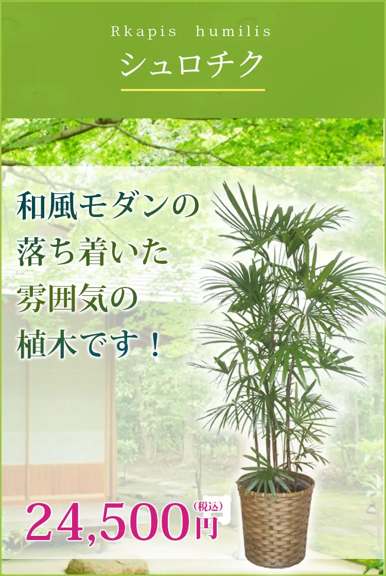 シュロチク 観葉植物 23,500円(税込)