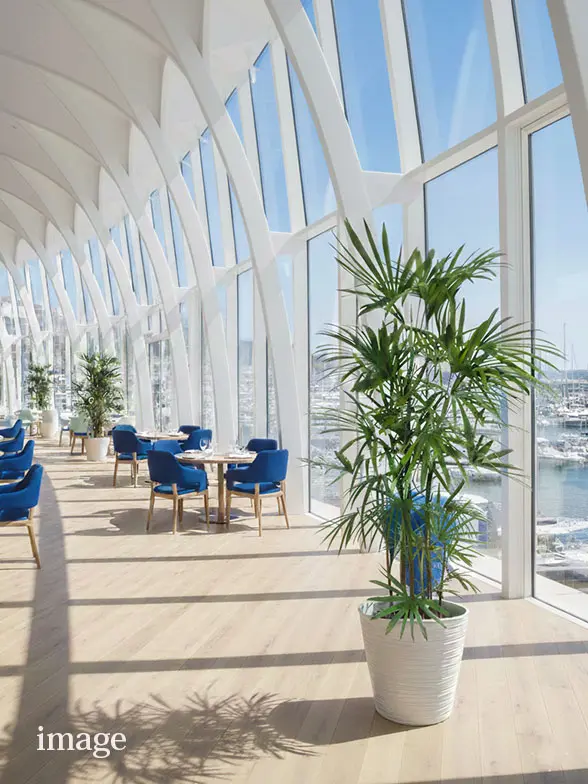 シュロチク葉っぱ枝も入った画像