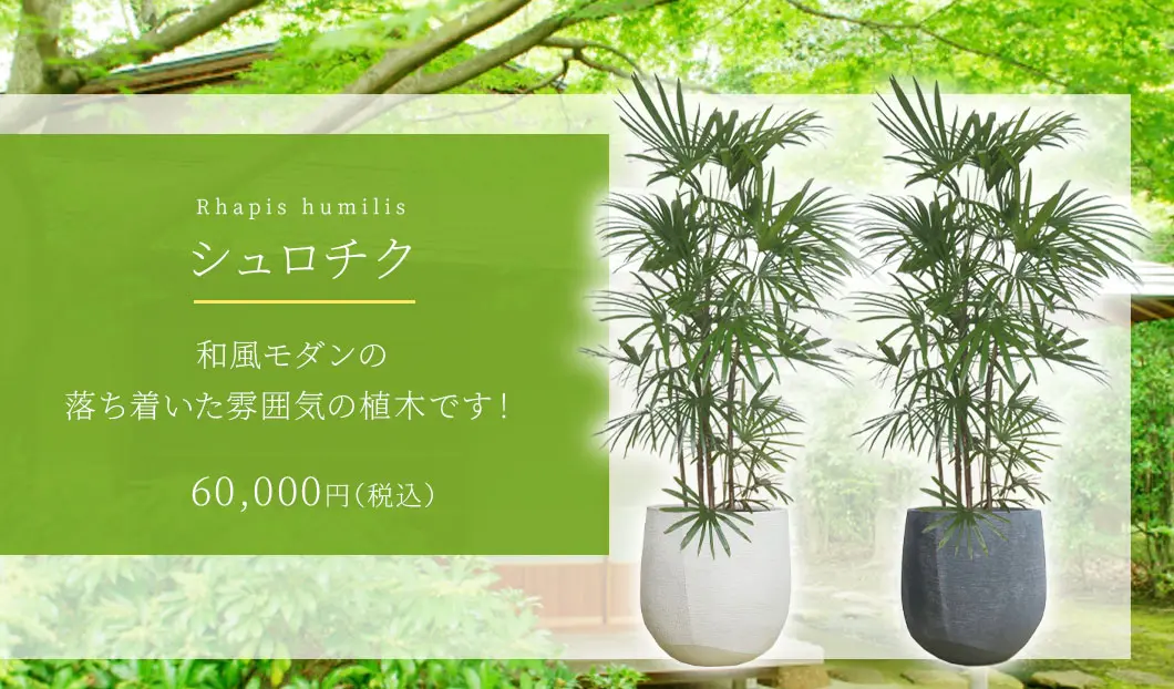 シュロチク 観葉植物 60,000円(税込)
