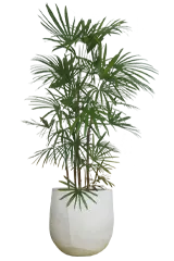 シュロチク全体画像