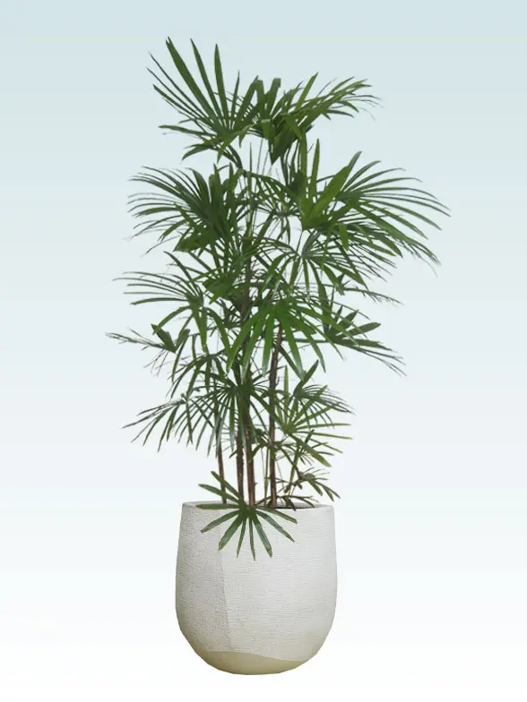 シュロチク拡大横から画像