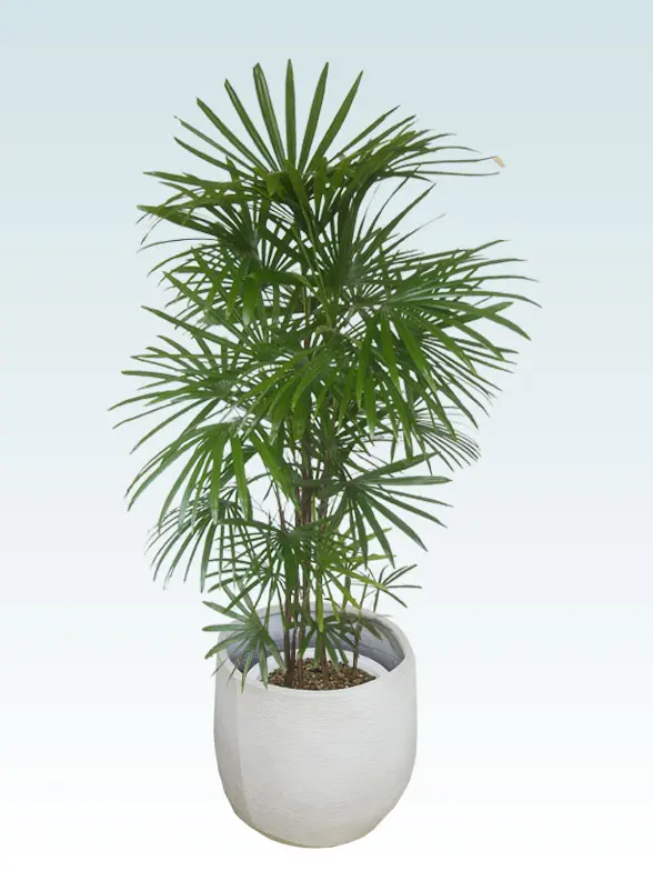 シュロチク葉っぱ拡大画像