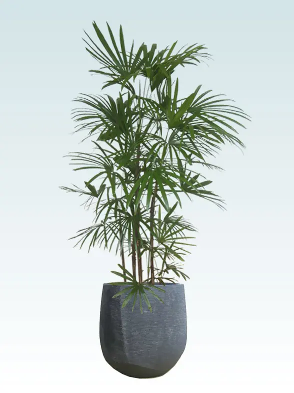 シュロチク葉っぱ枝も入った画像