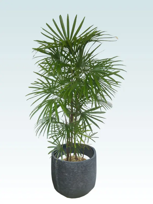 シュロチク葉っぱ枝も入った画像