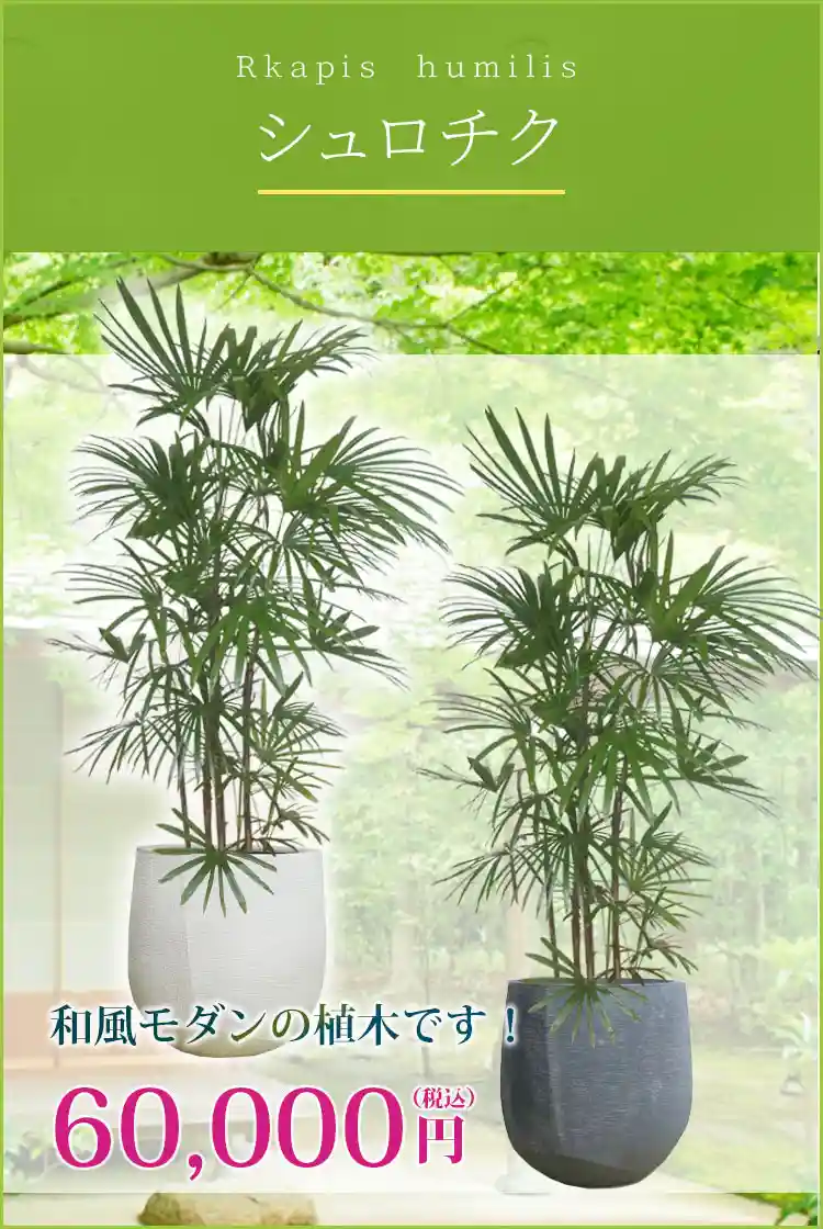 シュロチク 観葉植物 60,000円(税込)
