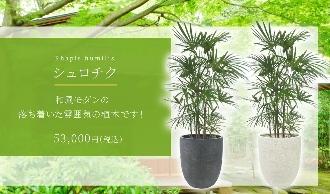 シュロチク 観葉植物 53,000円(税込)