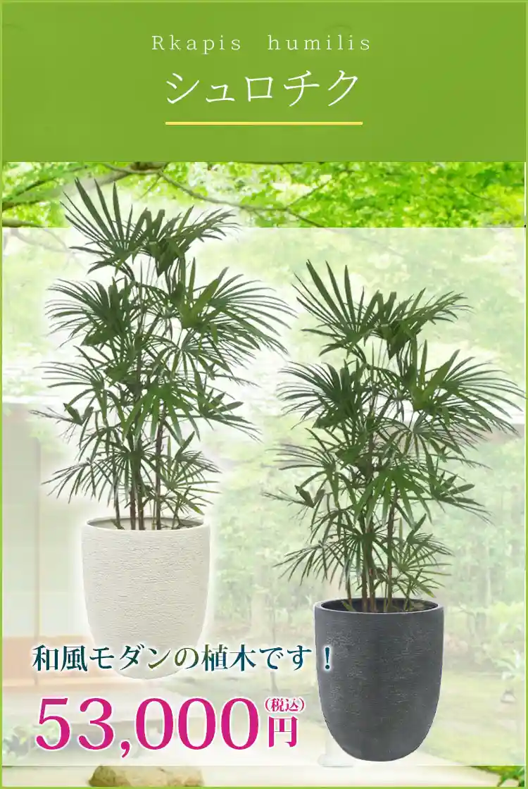 シュロチク 観葉植物 53,000円(税込)