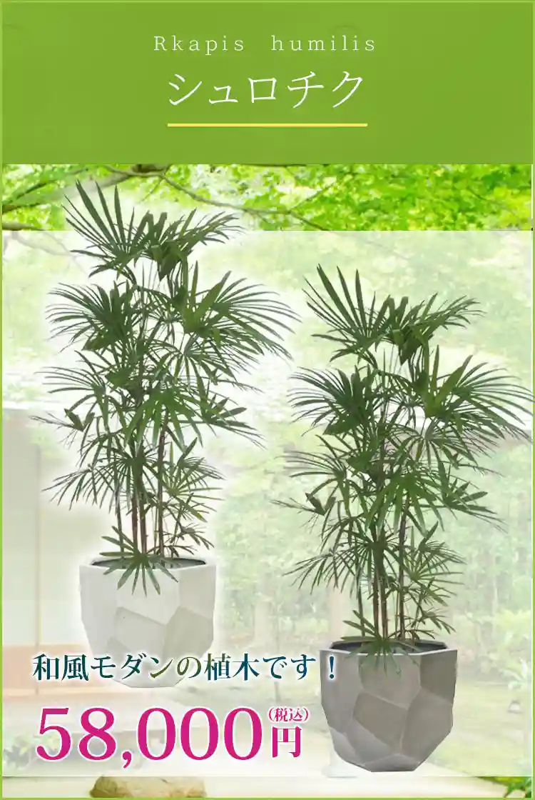 シュロチク 観葉植物 58,000円(税込)