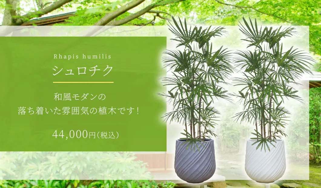 シュロチク 観葉植物 44,000円(税込)