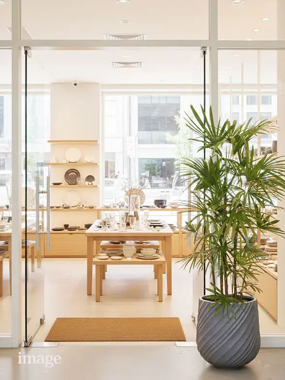 シュロチク葉っぱ拡大画像