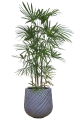 シュロチク全体画像