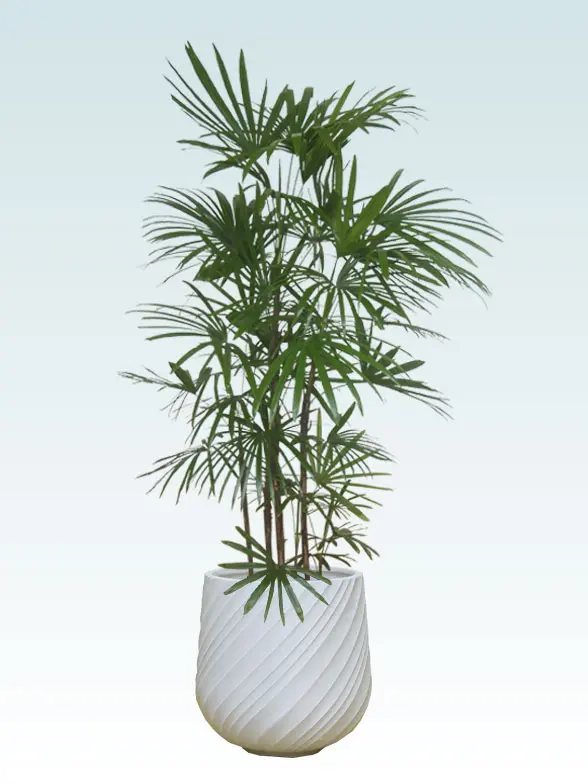 シュロチク葉っぱ枝も入った画像