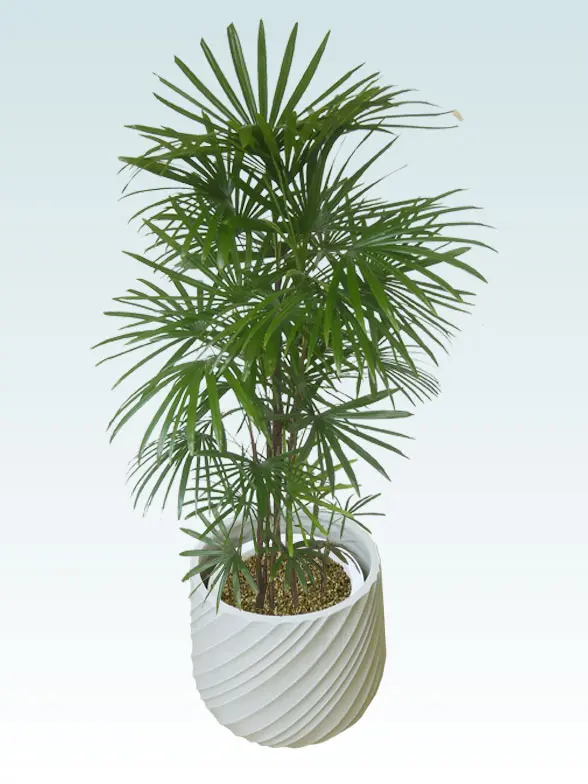 シュロチク葉っぱ枝も入った画像