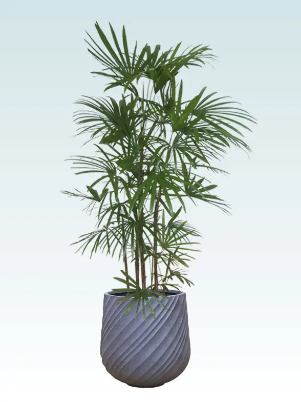 シュロチク拡大横から画像