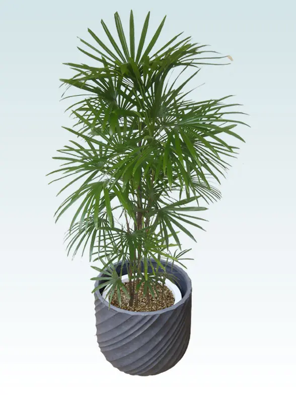 シュロチク葉っぱ拡大画像