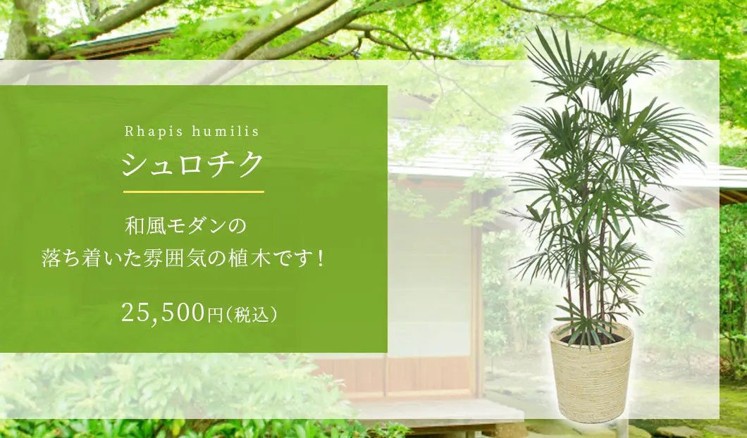 シュロチク 観葉植物 24,500円(税込)