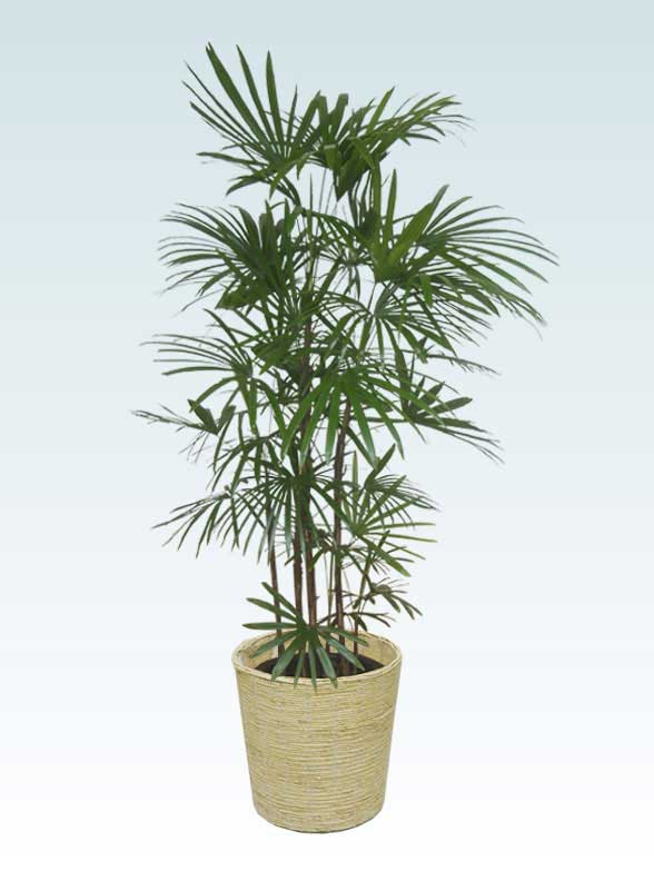 シュロチク かご付 コーンホワイト色 Lサイズ 観葉植物の販売 通販の観葉植物のオアシス シュロチク かご付 コーンホワイト色 Lサイズ 観葉植物の販売 通販の観葉植物のオアシス
