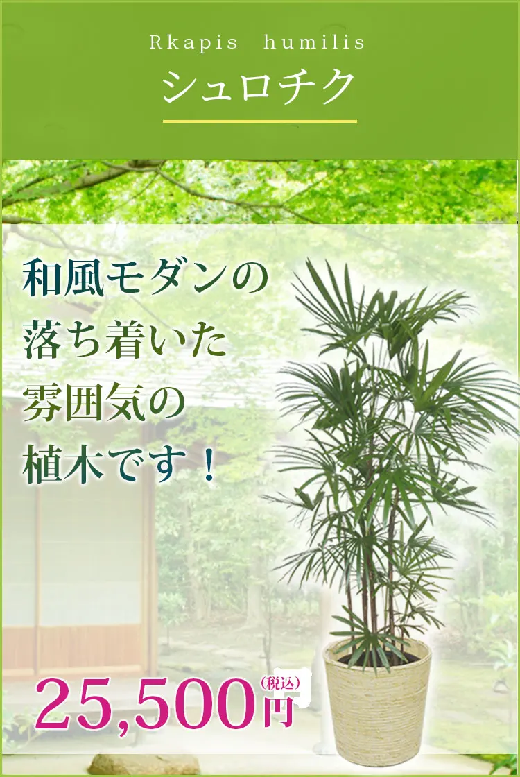 シュロチク 観葉植物 24,500円(税込)