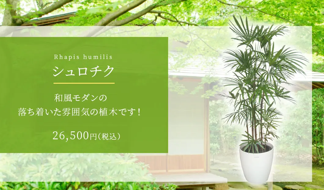 シュロチク 観葉植物 25,500円(税込)