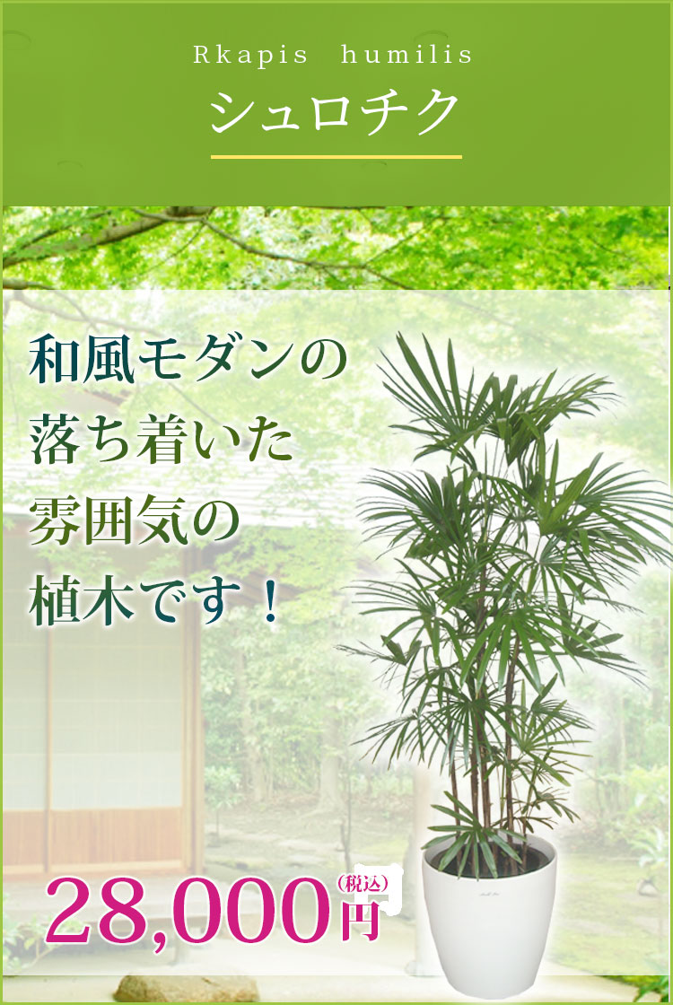 シュロチク ラスターポット付 Lサイズ 観葉植物の販売 通販の観葉植物のオアシス シュロチク ラスターポット付 Lサイズ 観葉植物の販売 通販の観葉植物のオアシス